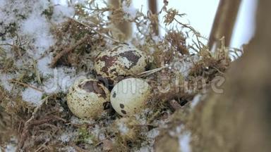 <strong>鸟窝</strong>在树枝上，里面有三个冻蛋，冬天。